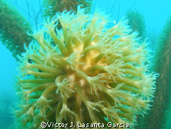 very nice octocoral at enrique reef in parguera by Victor J. Lasanta Garcia 